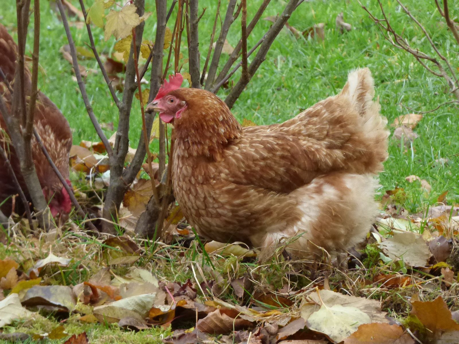 nos poules