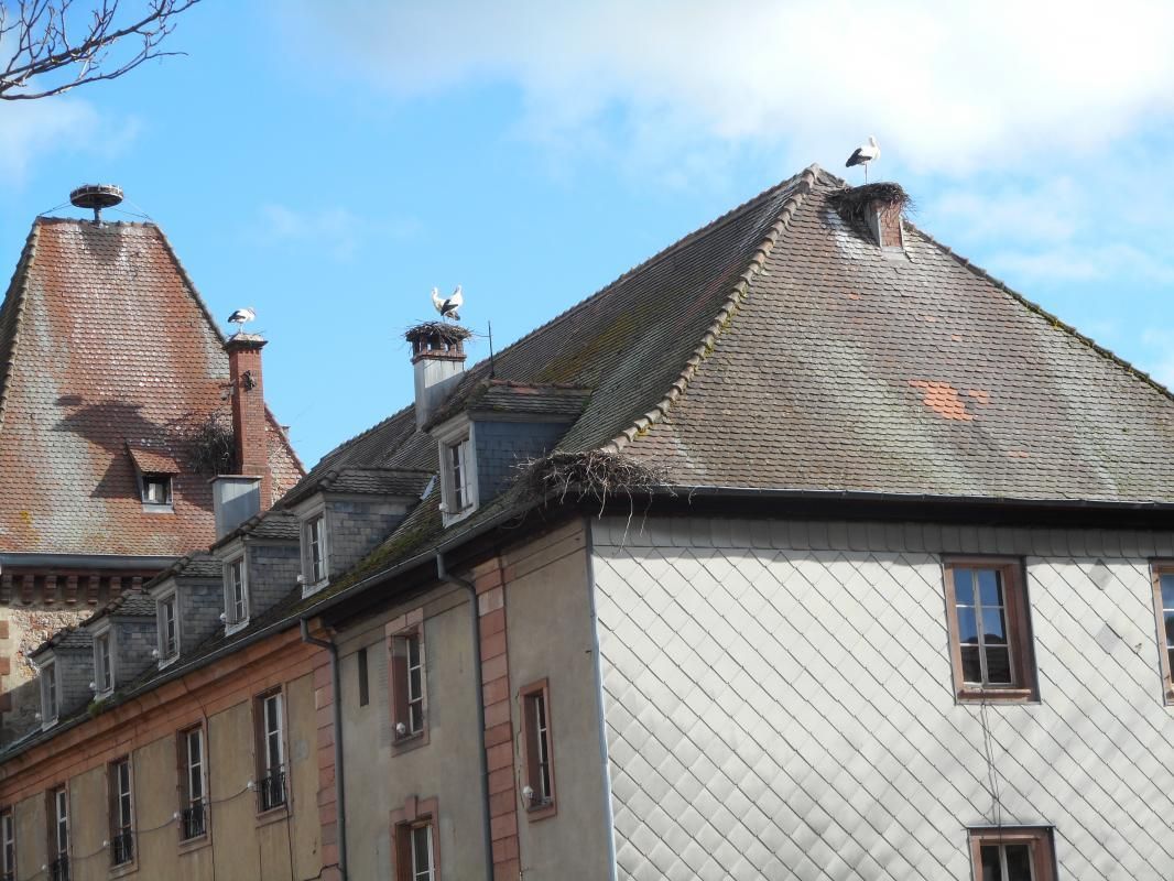 68G1850_cigogne