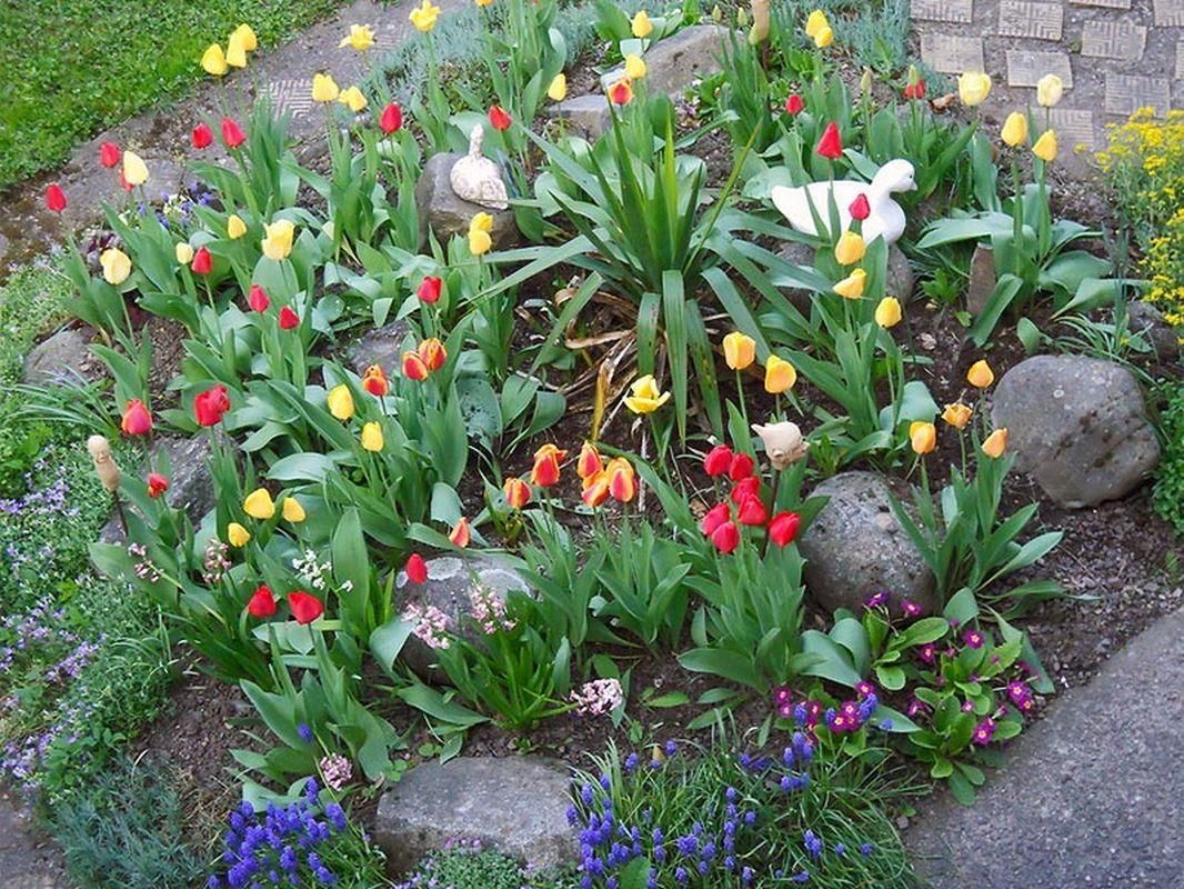 massif de fleur