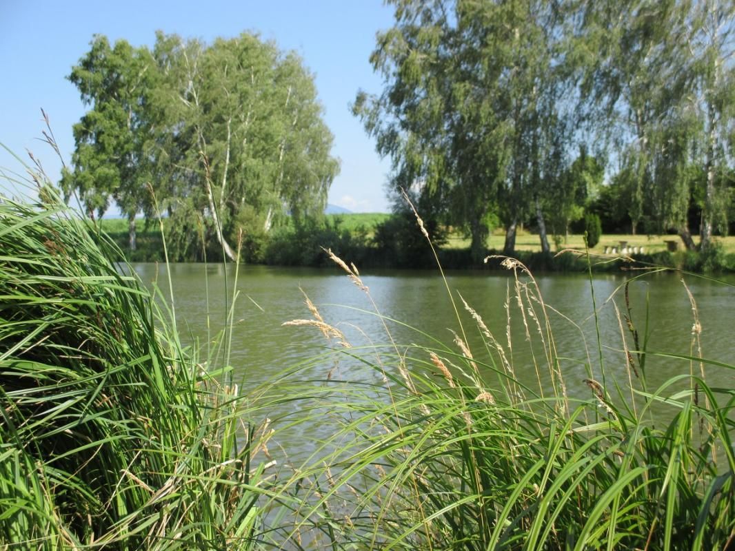 Les Roseaux_1