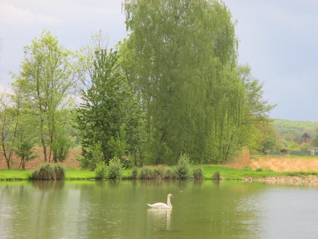Les Roseaux_2