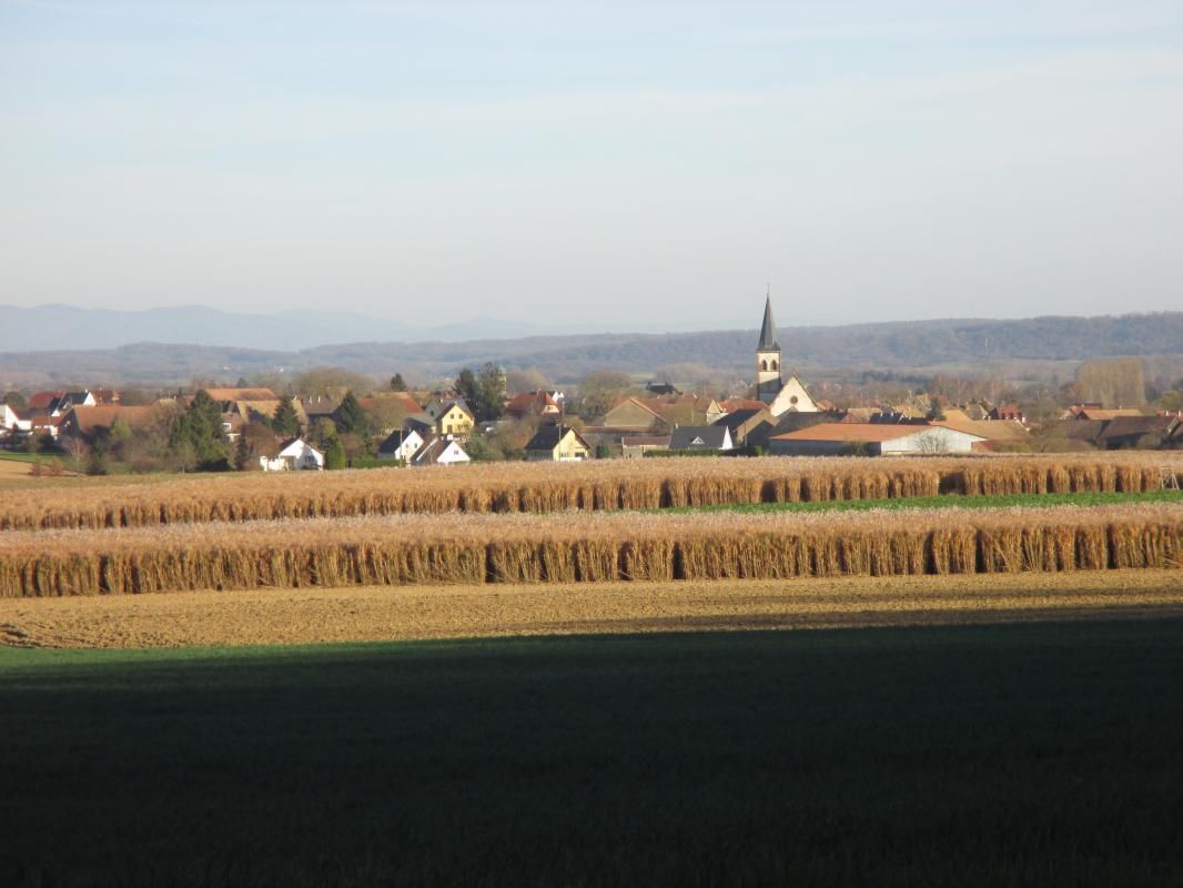 Les Roseaux_4