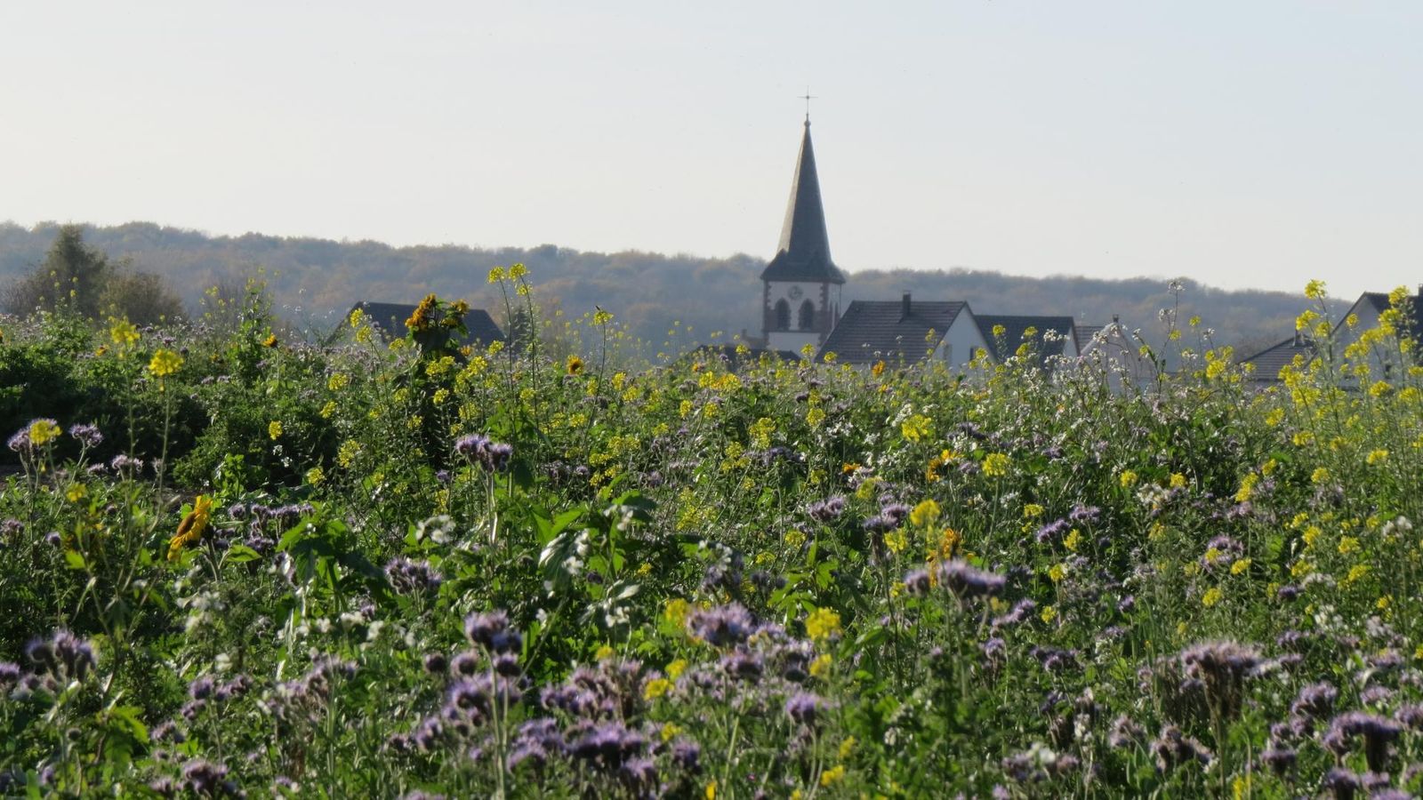 Les Roseaux_6