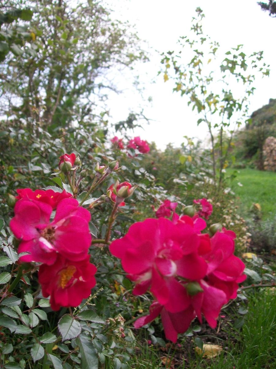 Fleurs jardin