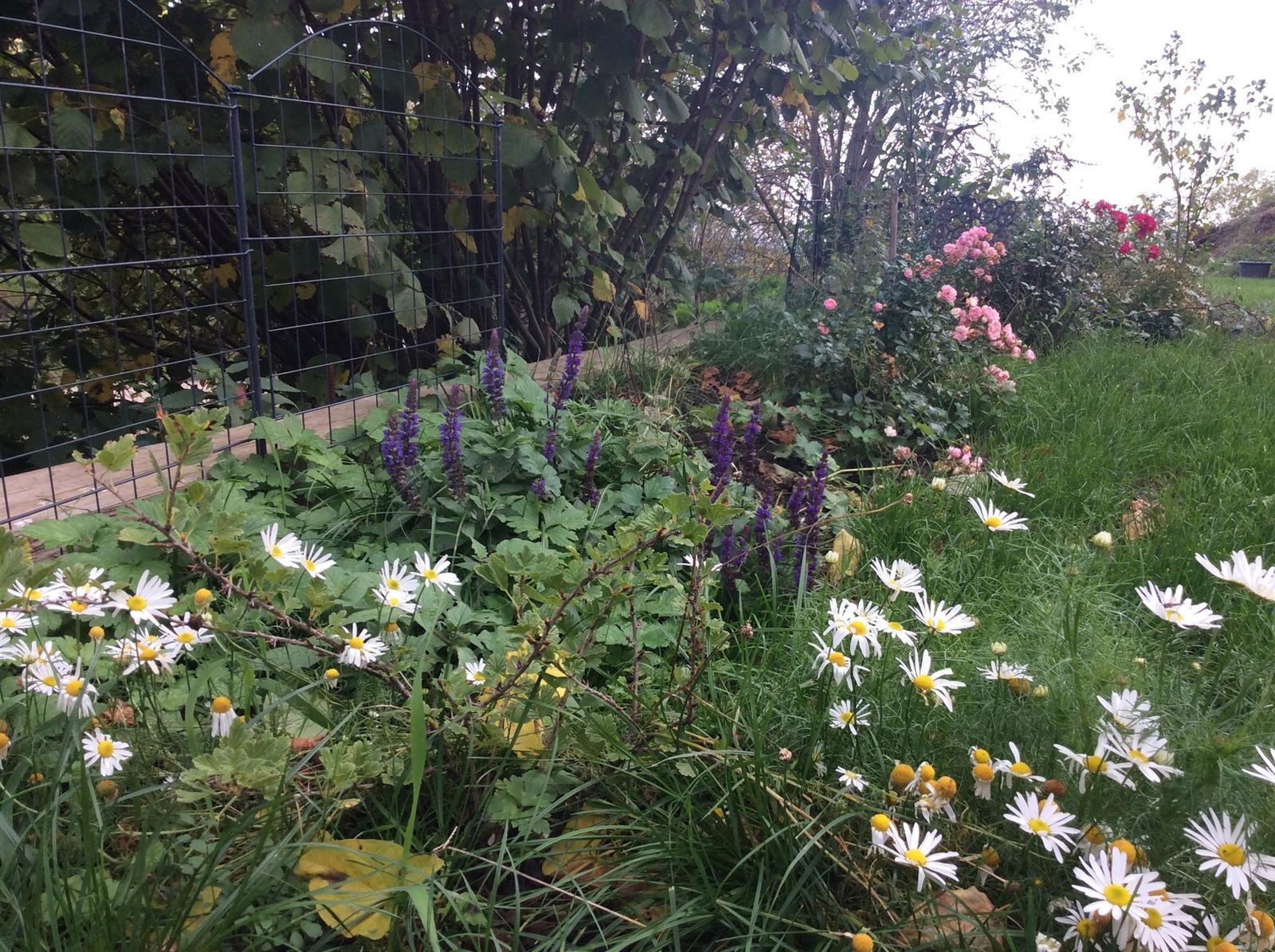 Fleurs jardin