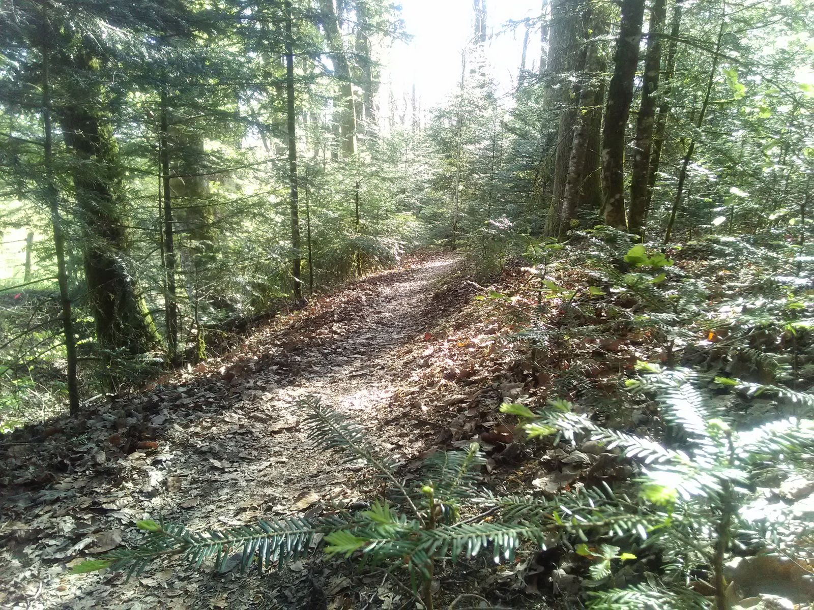 Forêt