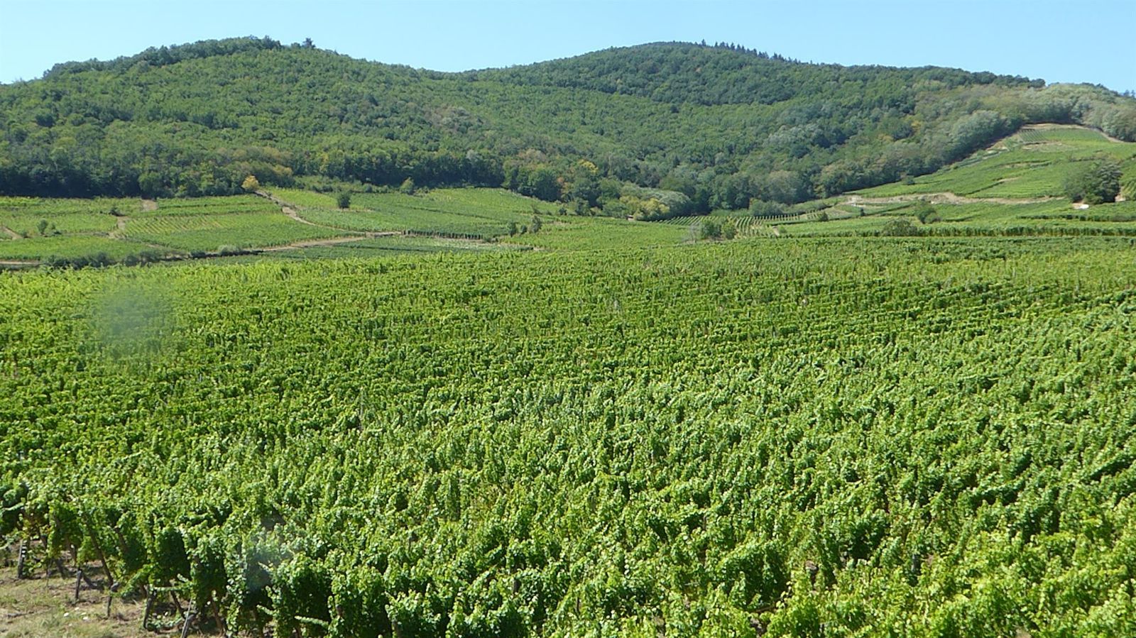 vue sur la forêt et le vignoble Sud