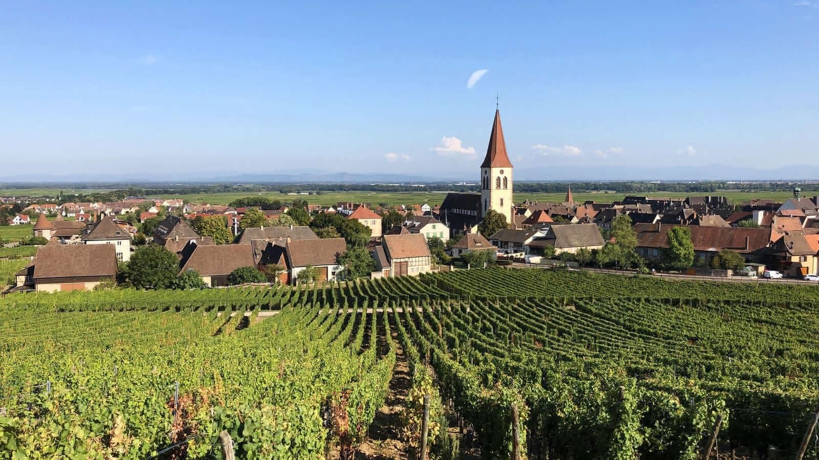Ammerschwihr 
457 hectares de vignes