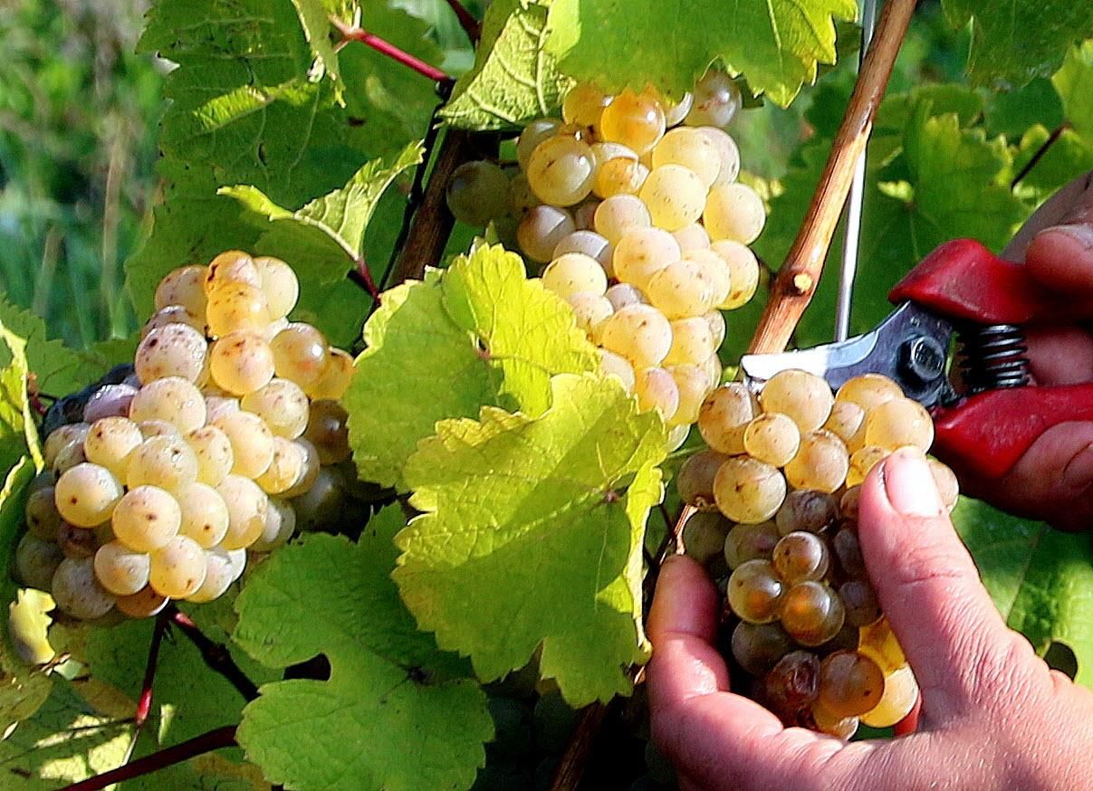 40 viticulteurs prêt à réjouir vos papilles