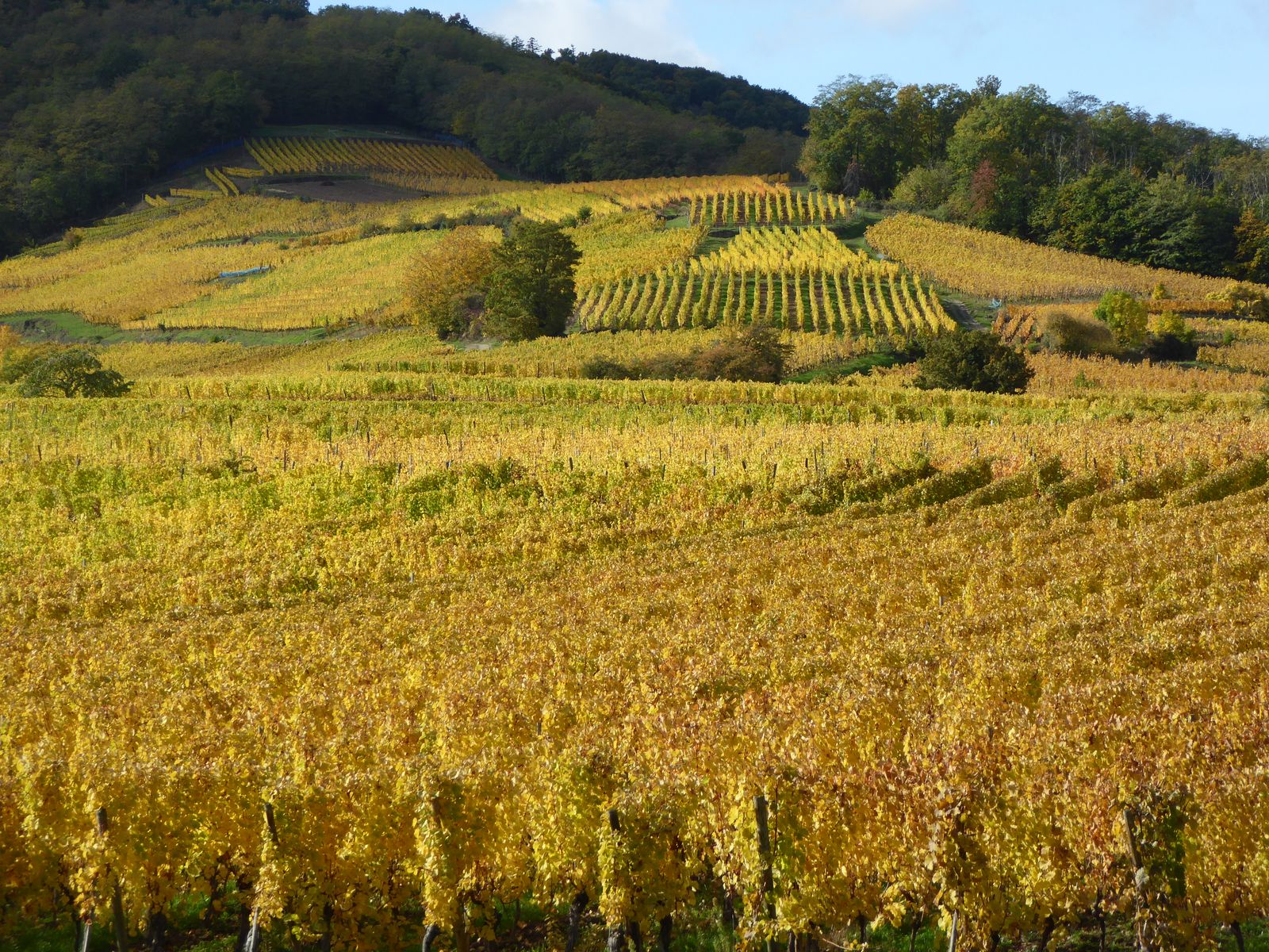 notre célèbre grand-cru "Kaefferkopf"