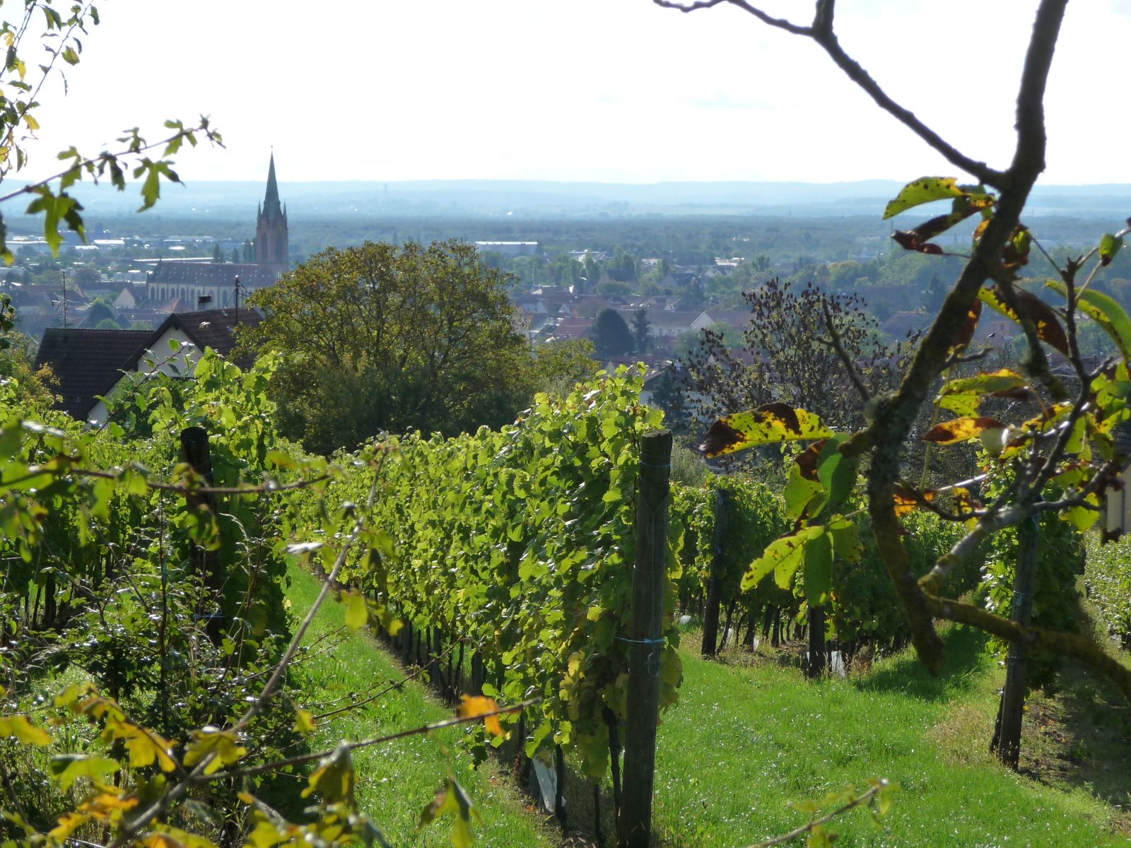 Du vignoble de la Loh on accède à la forêt vosgienne