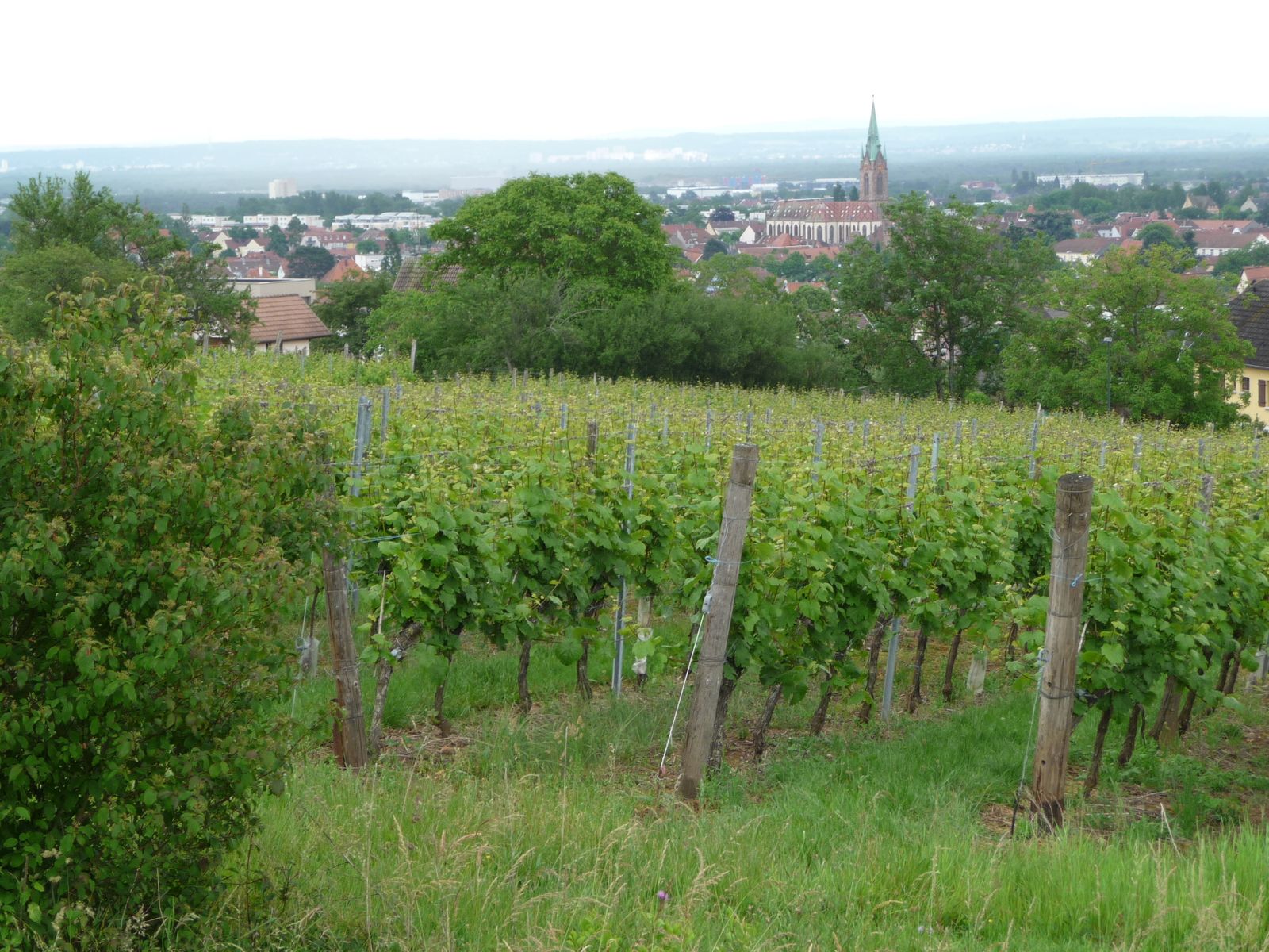 Vignoble de la Loh à 10mn à pied de l'appartement