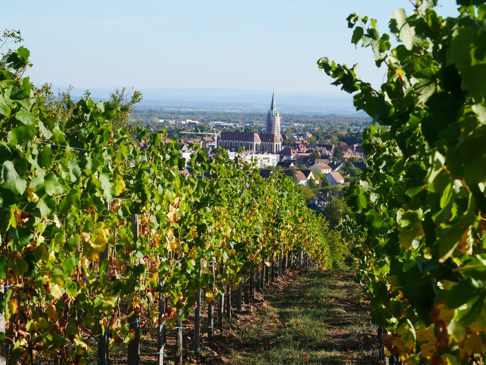 Vignoble de la Loh avec Cernay en arrière plan