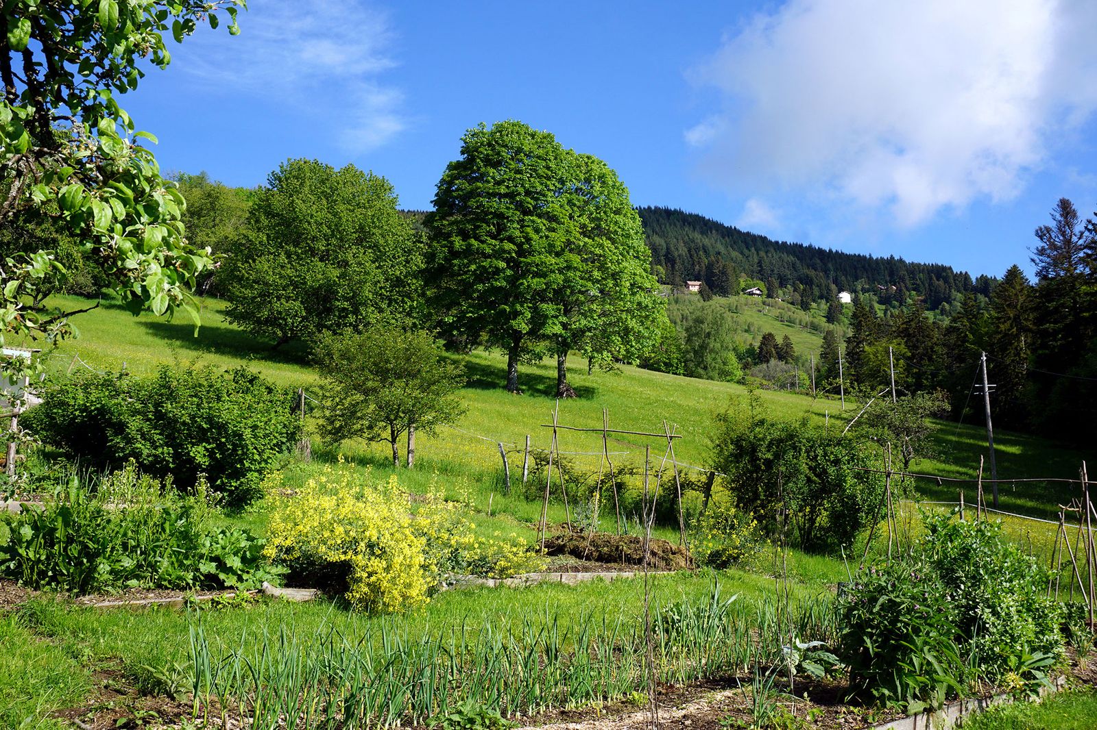 Le potager au printemps