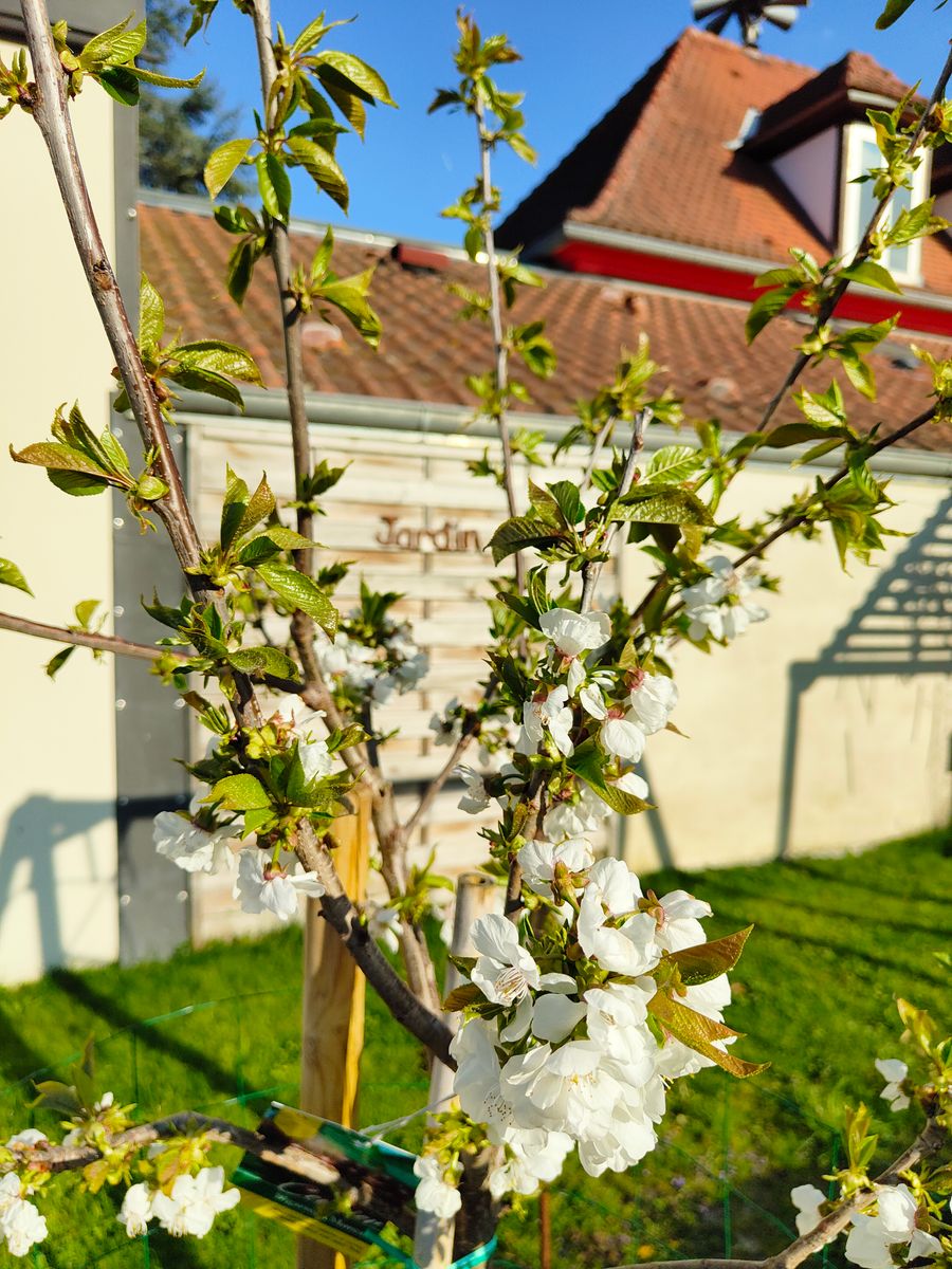 ça pousse au jardin
