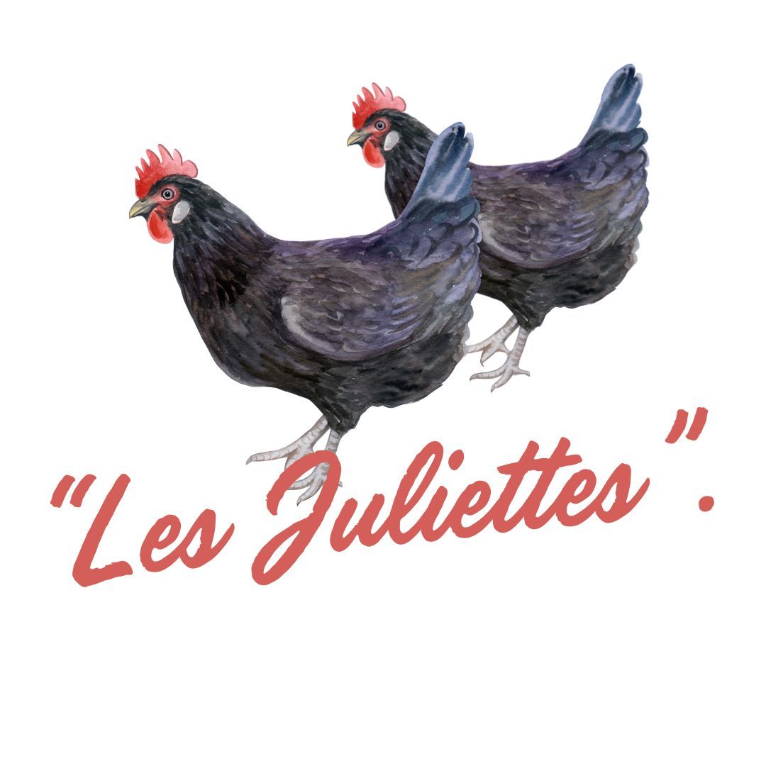 Nos poules, les Juliettes. ©Atelier Pallagès