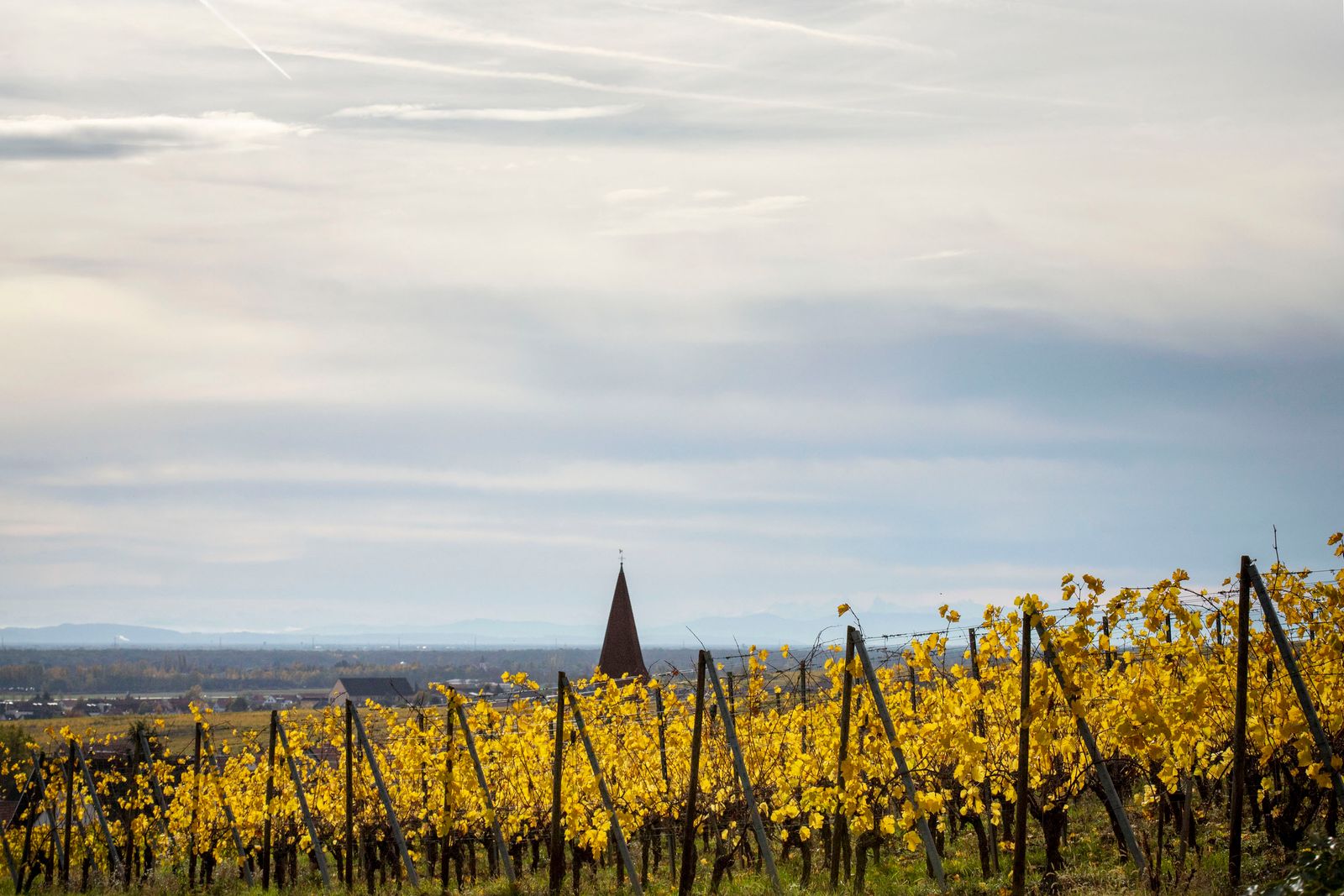 Domaine de viticole à Wettolsheim. ©Atelier Pallagès
