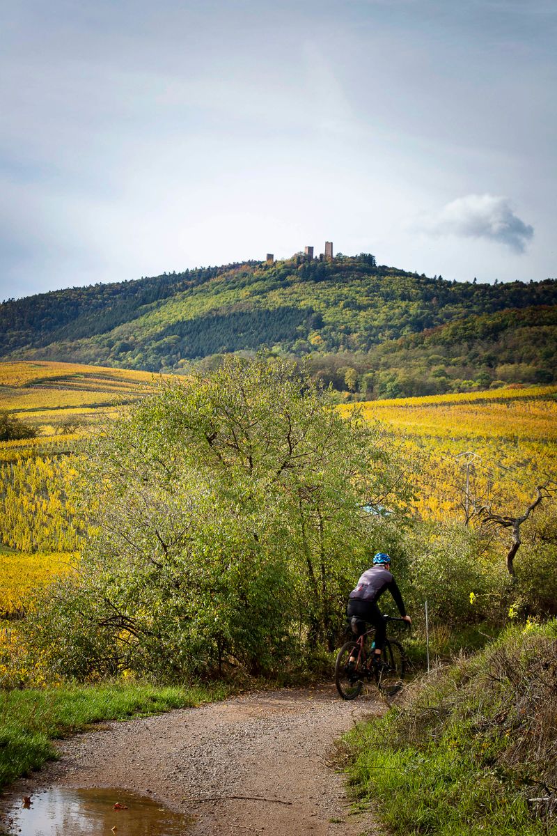 Domaine de viticole et les trois chateaux à Wettolsheim. ©Atelier Pallagès