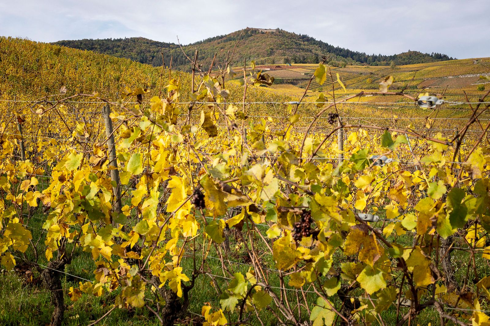 Domaine de viticole et le Château du Hohlandsbourg à Wettolsheim. ©Atelier Pallagès