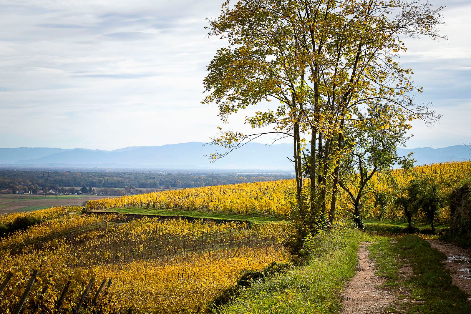 Domaine de viticole à Wettolsheim. ©Atelier Pallagès