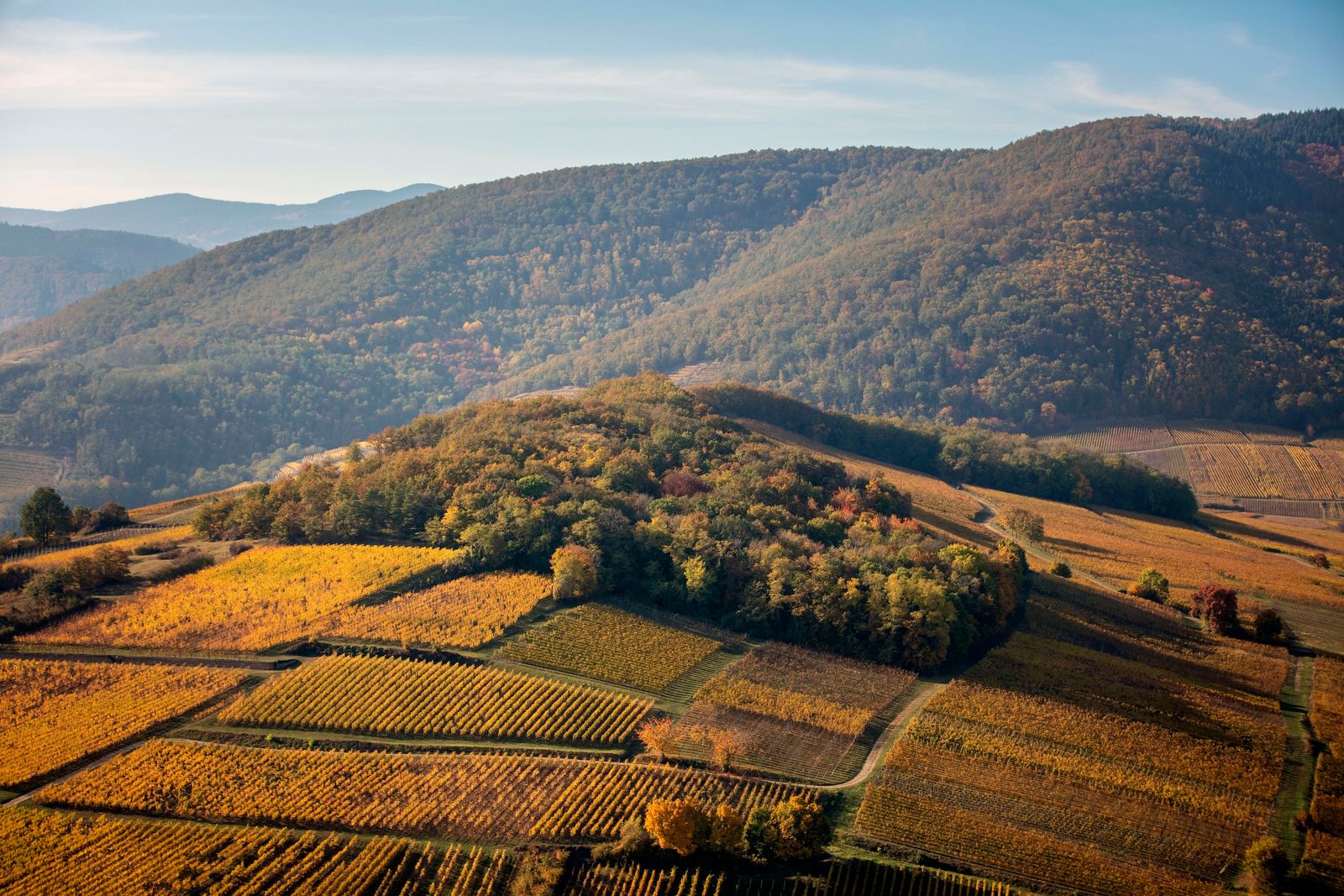 Domaine viticole en Alsace, vu d'avion. ©Atelier Pallagès
