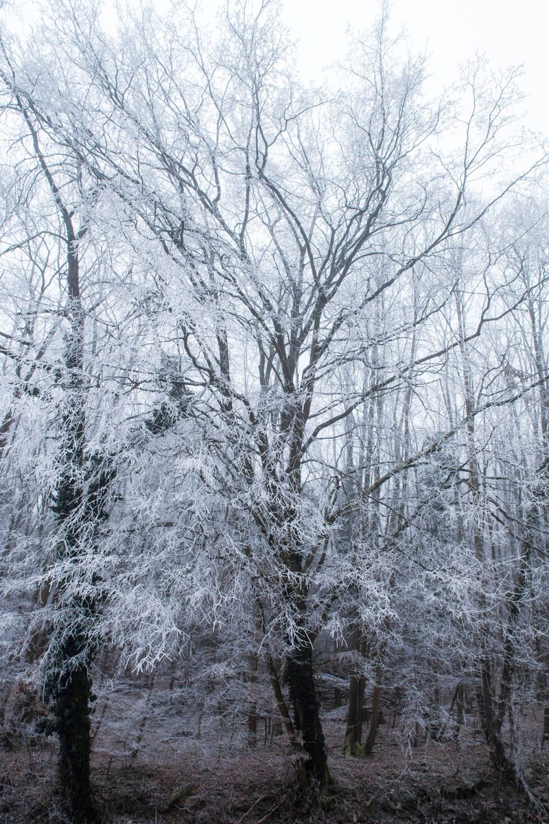 Wettolsheim. Paysage d'hiver©Atelier Pallagès