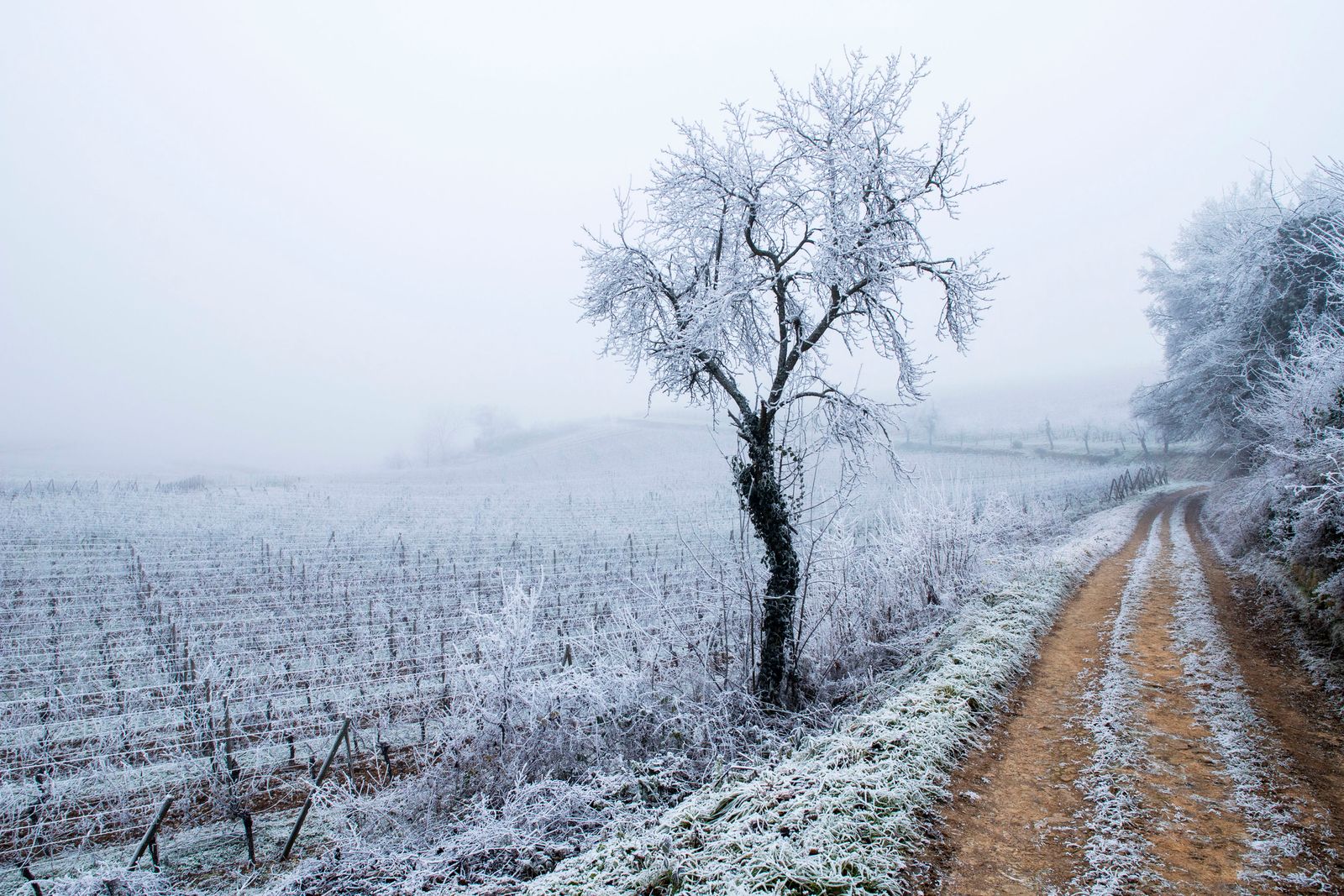 Wettolsheim. Paysage d'hiver©Atelier Pallagès