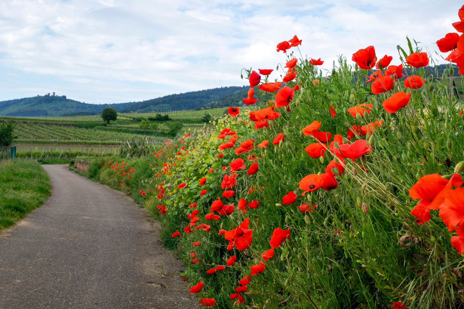 Wettolsheim, Le coquelicot des vignes - ©Atelier Pallagès.