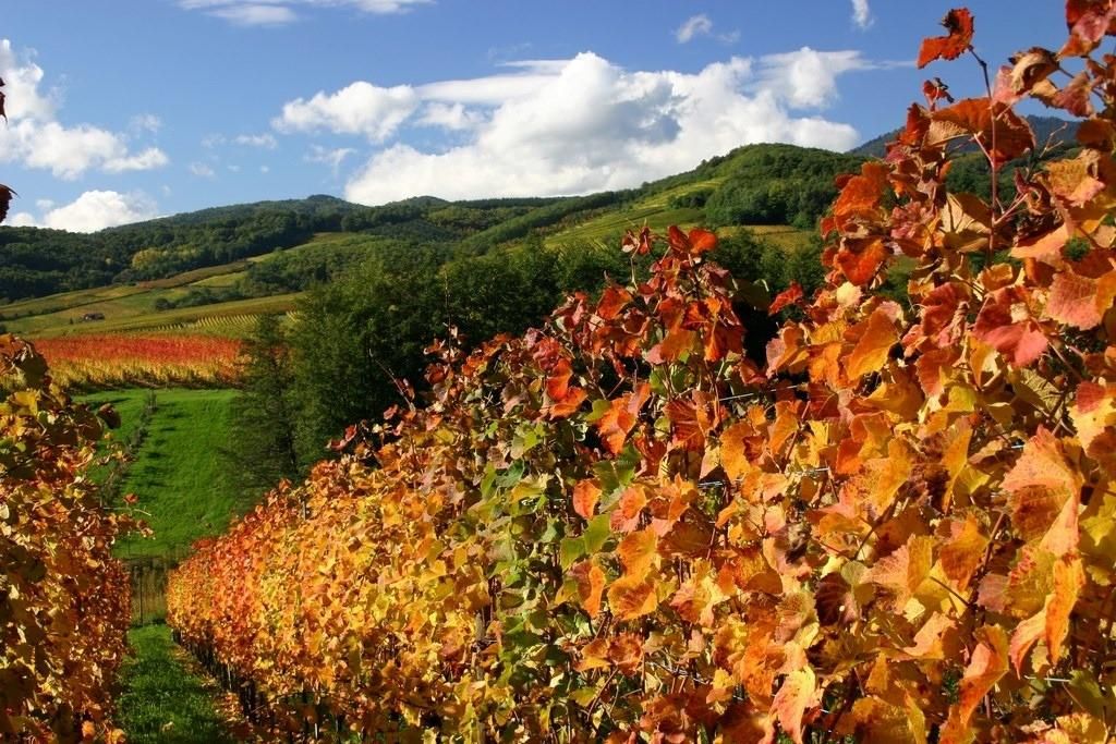 Paysage Saint-Hippolyte
